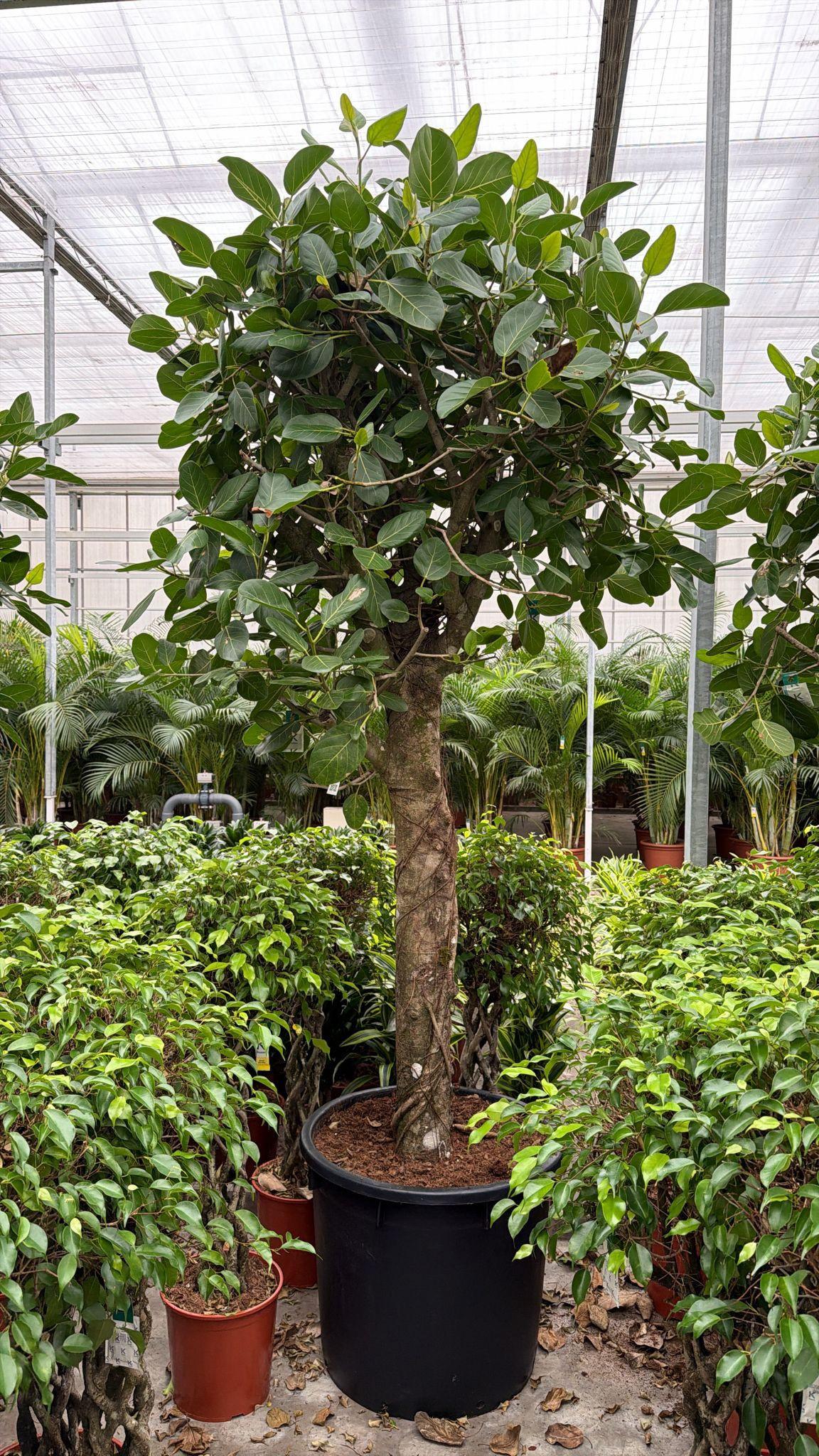 Горшечные цветы и растения оптом Ficus Benghalensis A от 1шт из Голландии с доставкой по России