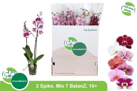 Горшечные цветы и растения оптом Phal Gem 7 Kl 2 Branches 18+ от 12шт из Голландии с доставкой по России