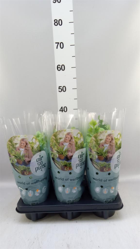 Горшечные цветы и растения оптом Phlebodium Aureum davana от 6шт из Голландии с доставкой по России