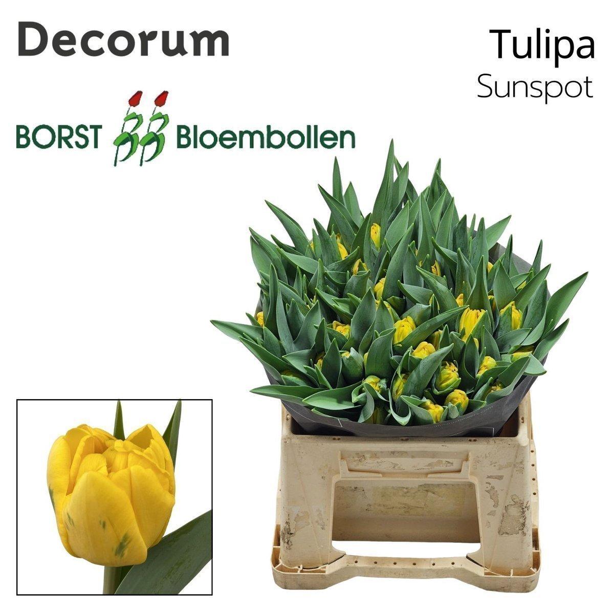 Срезанные цветы оптом Tulipa do sunspot от 50шт из Голландии с доставкой по России