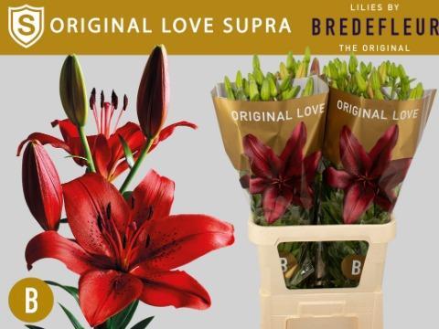 Срезанные цветы оптом Lilium la original love supra от 50шт из Голландии с доставкой по России