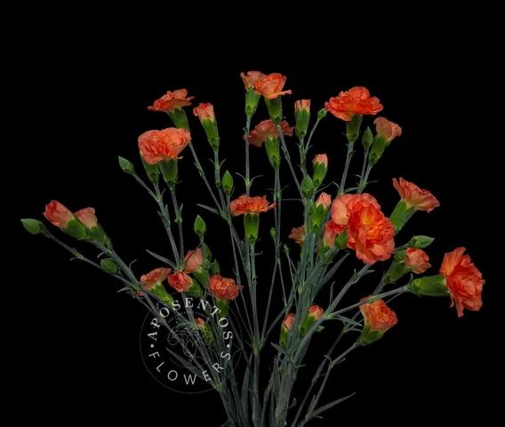 Срезанные цветы оптом Dianthus sp fire flame от 80шт из Голландии с доставкой по России