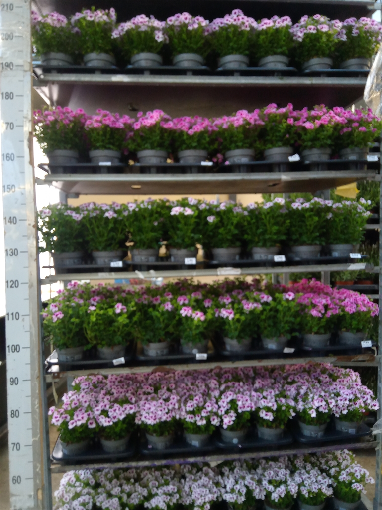 Горшечные цветы и растения оптом Pelargonium Gran.   .. от 8шт из Голландии с доставкой по России