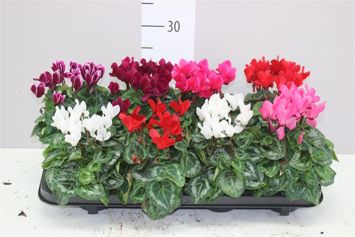 Горшечные цветы и растения оптом Cyclamen Kl Super Carino Gemengd от 8шт (для телеги) из Голландии с доставкой по России