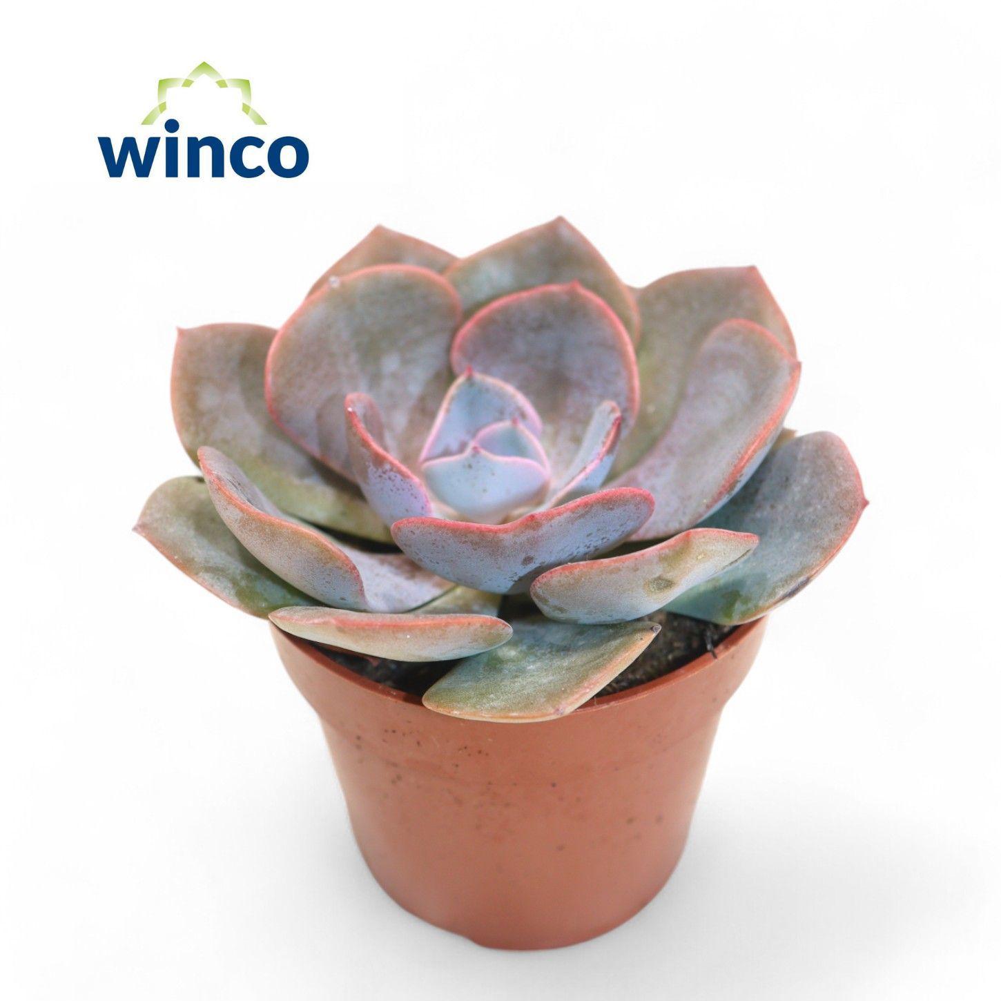 Горшечные цветы и растения оптом Echeveria Dusty Rose от 18шт (для телеги) из Голландии с доставкой по России
