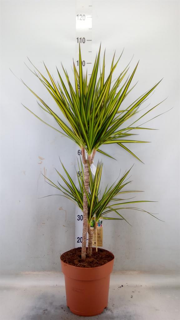 Горшечные цветы и растения оптом Drac Sunray 60-30-15 от 1шт из Голландии с доставкой по России