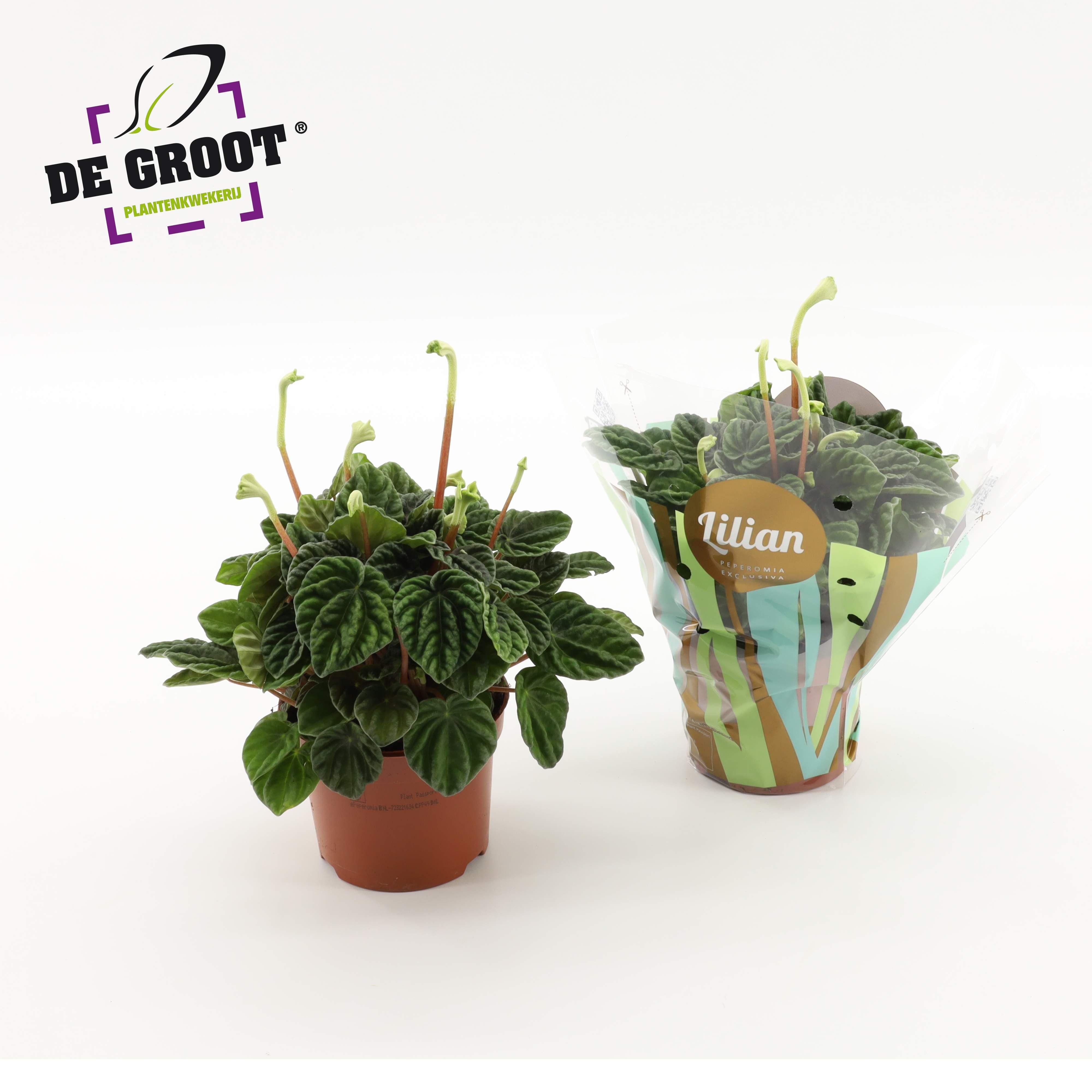Горшечные цветы и растения оптом Peperomia Lilian + Flowers от 8шт из Голландии с доставкой по России