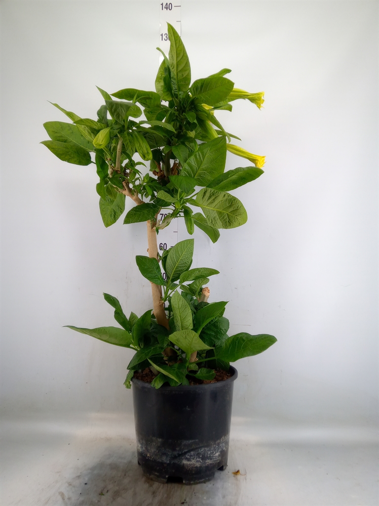 Горшечные цветы и растения оптом Brugmansia   ... от 1шт из Голландии с доставкой по России