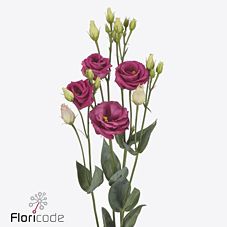 Срезанные цветы оптом Lisianthus do rosita red от 40шт из Голландии с доставкой по России