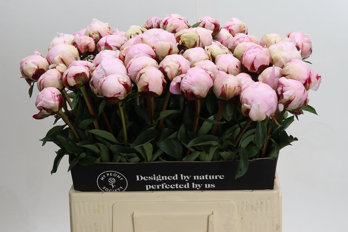Срезанные цветы оптом Paeonia reine hortense от 60шт. из Голландии с доставкой по России