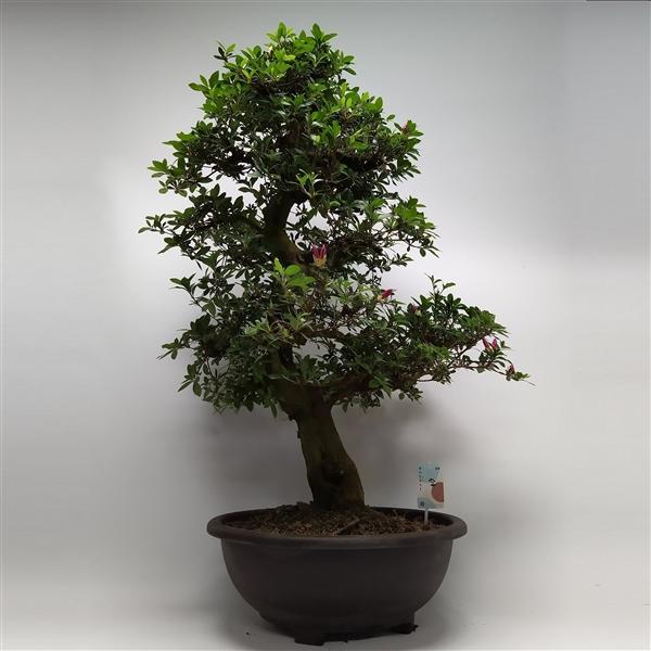 Горшечные цветы и растения оптом Satsuki Azalea от 1шт из Голландии с доставкой по России