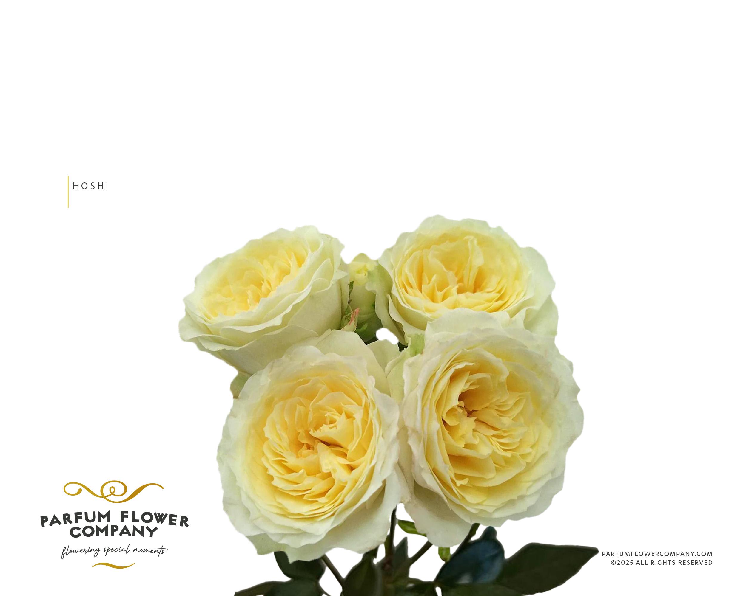 Срезанные цветы оптом Rosa spray princess hoshi от 24шт из Голландии с доставкой по России