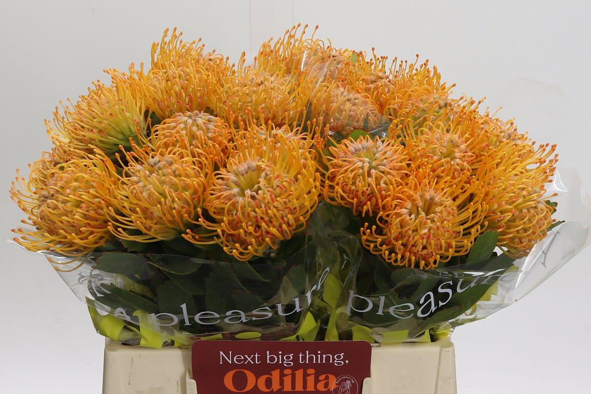 Срезанные цветы оптом Nutans soleil от 30шт. из Голландии с доставкой по России