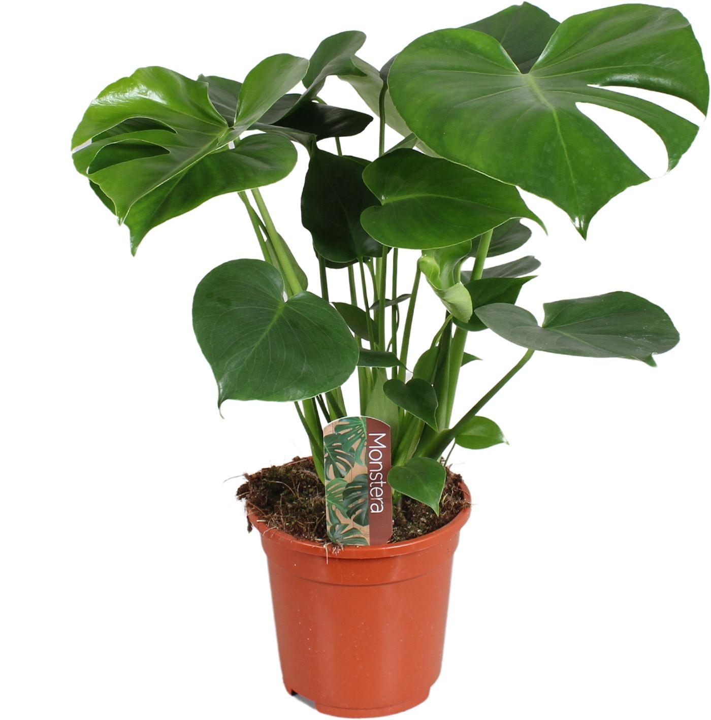 Горшечные цветы и растения оптом Monstera Deliciosa 7pp от 6шт из Голландии с доставкой по России