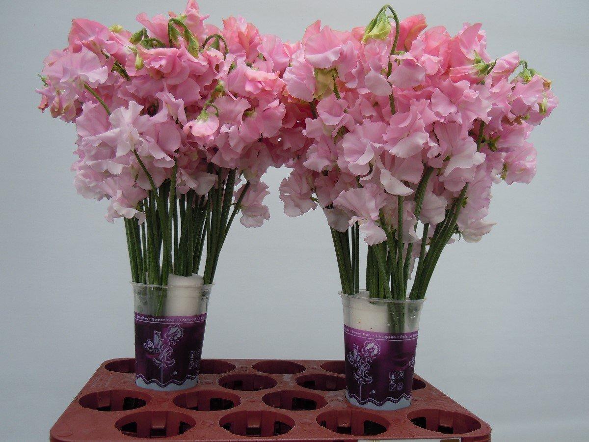 Срезанные цветы оптом Lathyrus od pink light A от 50шт из Голландии с доставкой по России
