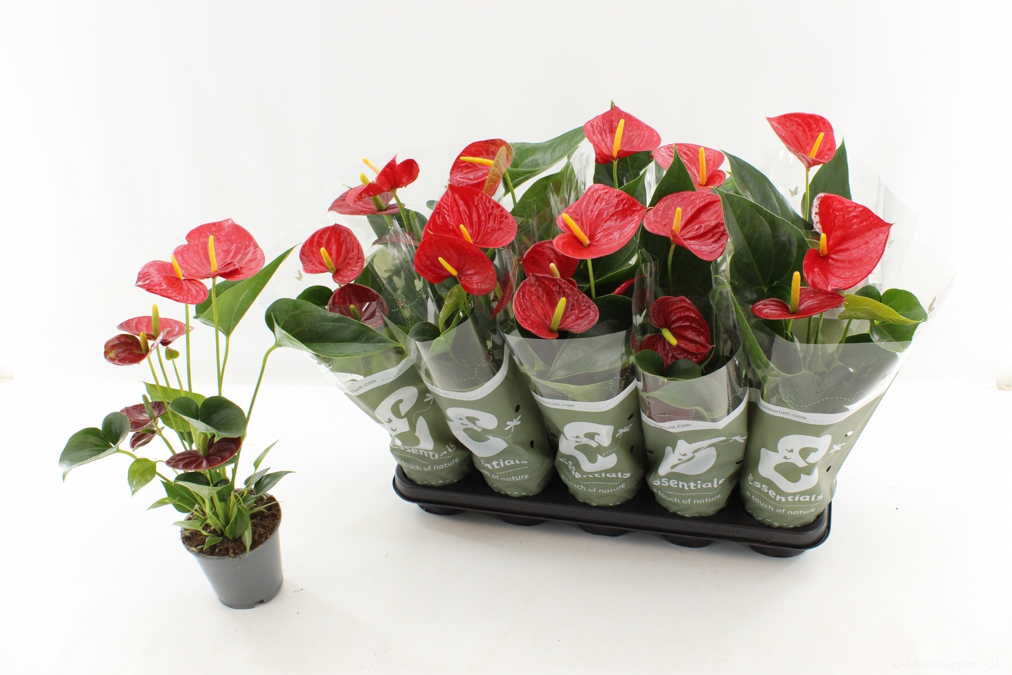 Горшечные цветы и растения оптом Anthu An Success Red от 10шт из Голландии с доставкой по России