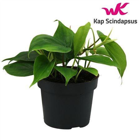 Горшечные цветы и растения оптом Philodendron Scandens от 10шт из Голландии с доставкой по России Горшечные цветы и растения оптом Philodendron Scandens от 10шт из Голландии с доставкой по России