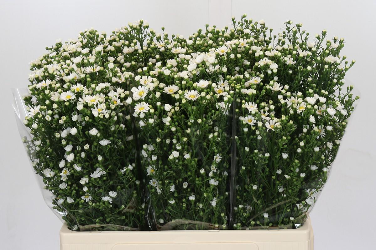 Срезанные цветы оптом Aster paquita от 125шт из Голландии с доставкой по России