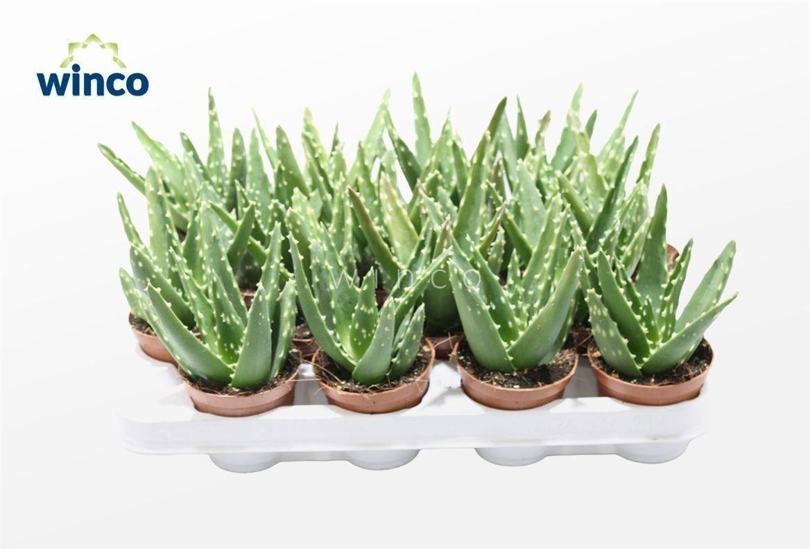 Горшечные цветы и растения оптом Aloe Variegata Magic от 18шт (для телеги) из Голландии с доставкой по России