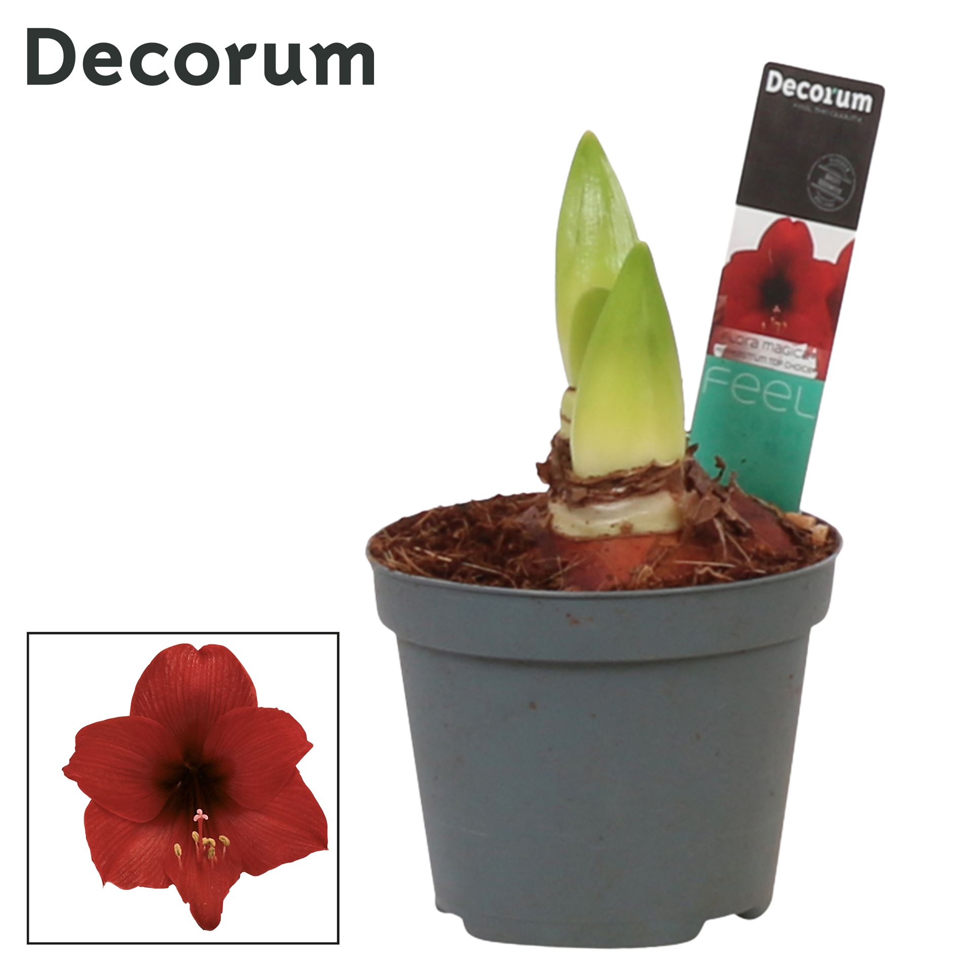 Горшечные цветы и растения оптом Hippeastrum   ... от 12шт (для телеги) из Голландии с доставкой по России