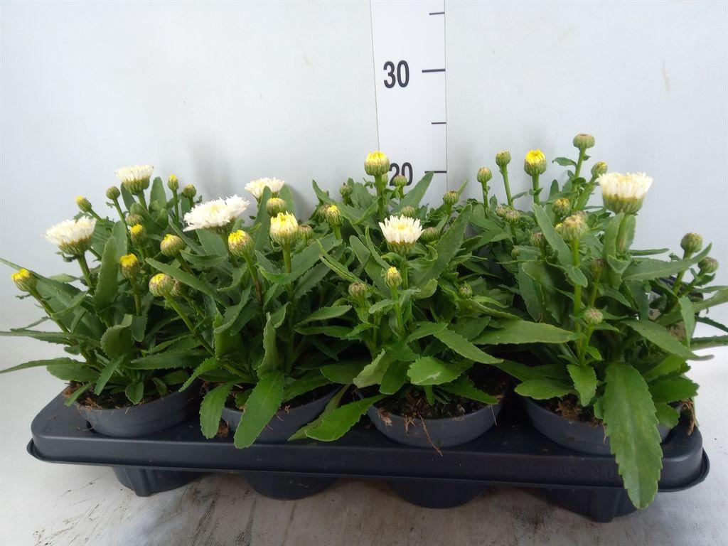 Горшечные цветы и растения оптом Leucanthemum Maximum от 8шт из Голландии с доставкой по России