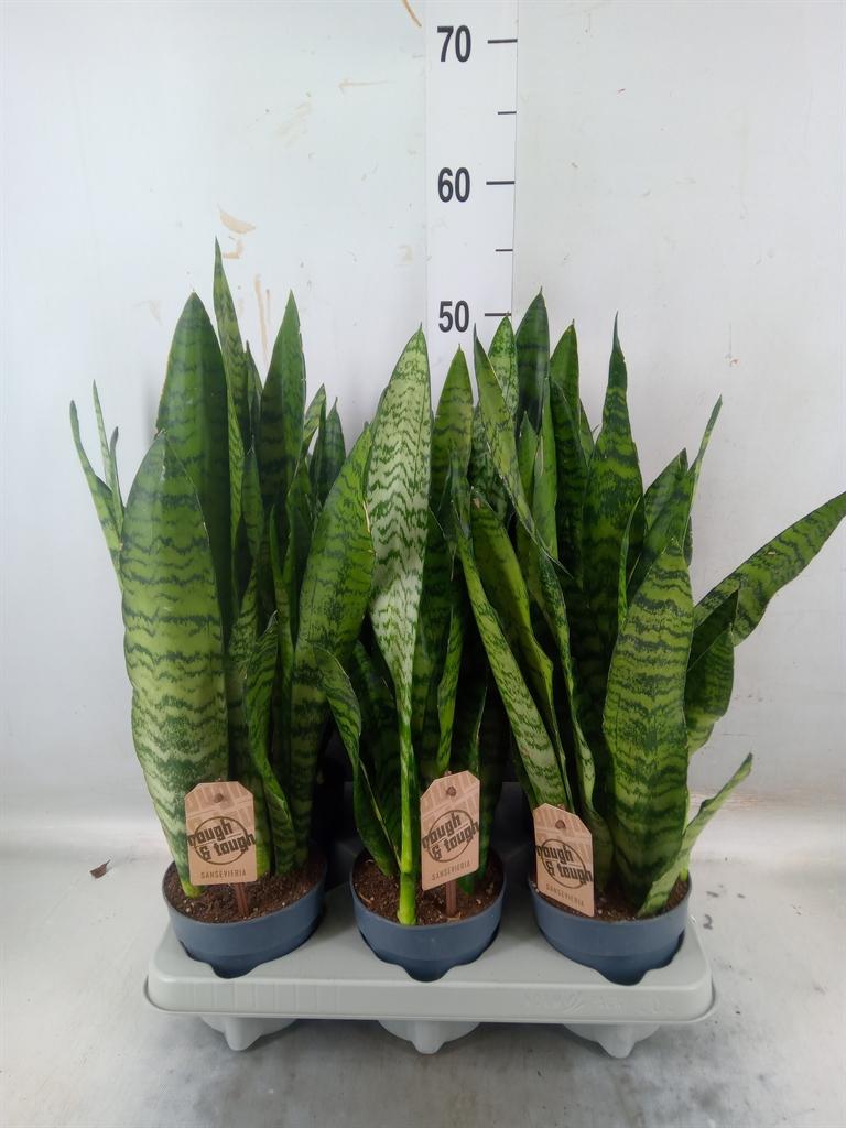 Горшечные цветы и растения оптом Sansevieria Zeylanica от 6шт из Голландии с доставкой по России