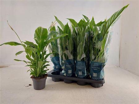 Горшечные цветы и растения оптом Spath Strauss 4+ Dikte 1. от 8шт из Голландии с доставкой по России