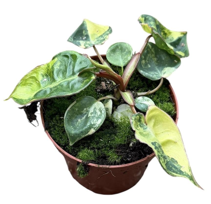 Горшечные цветы и растения оптом Philodendron Billietiae Variegata от 1шт (для телеги) из Голландии с доставкой по России