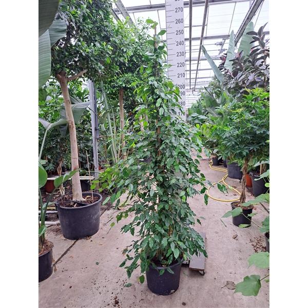 Горшечные цветы и растения оптом Ficus Be Exotica Piramide от 1шт из Голландии с доставкой по России