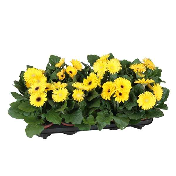 Горшечные цветы и растения оптом Gerbera Excellent Yellow 2+ от 10шт из Голландии с доставкой по России