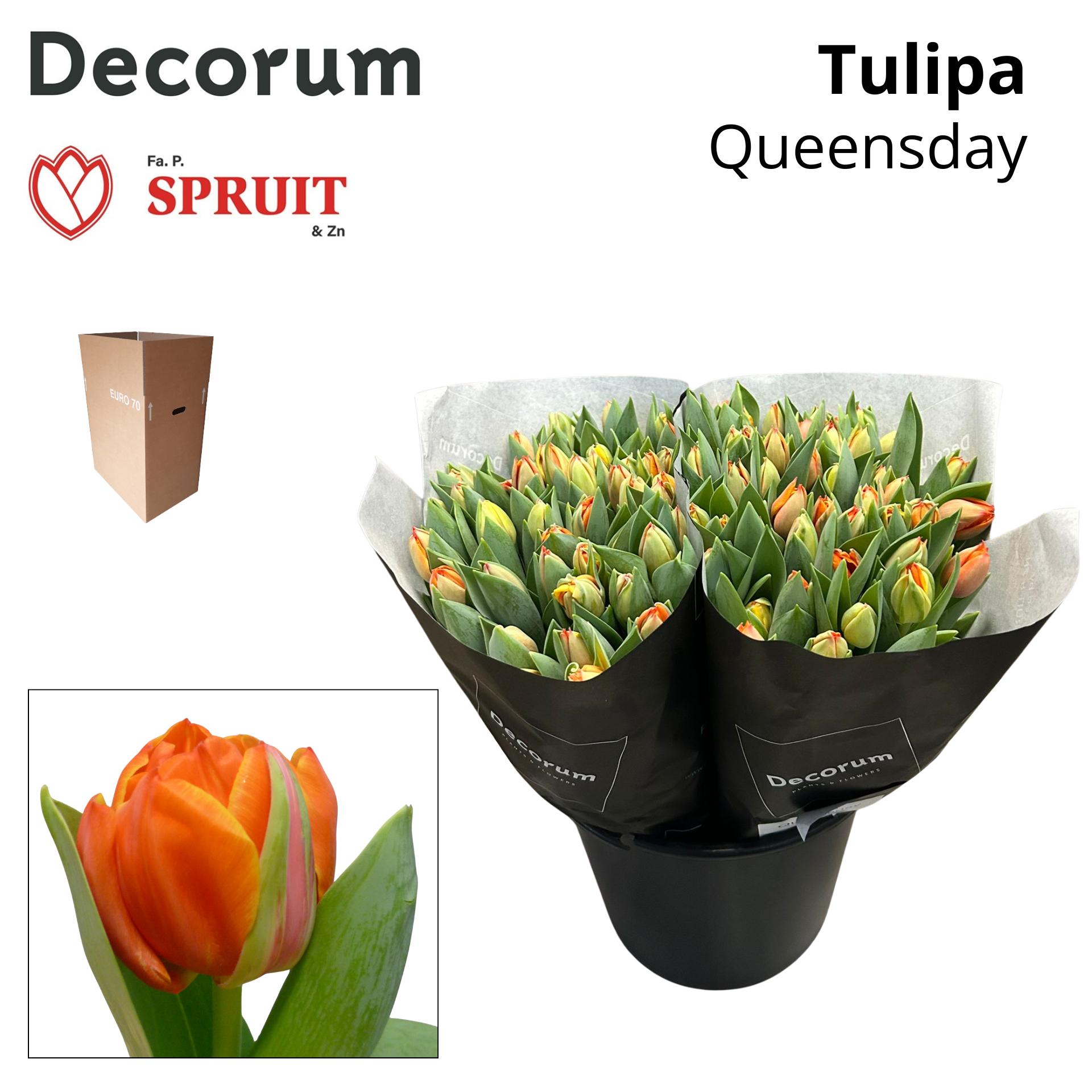 Срезанные цветы оптом Tulipa do queensday от 100шт из Голландии с доставкой по России