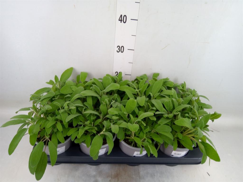 Горшечные цветы и растения оптом Salvia Officinalis от 8шт из Голландии с доставкой по России