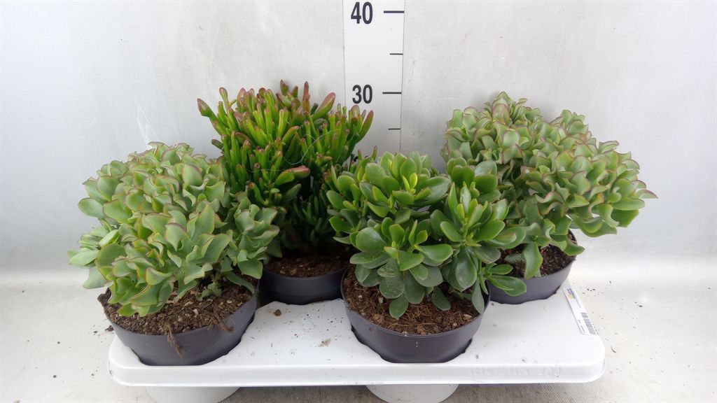 Горшечные цветы и растения оптом Crassula   ...mix от 4шт из Голландии с доставкой по России