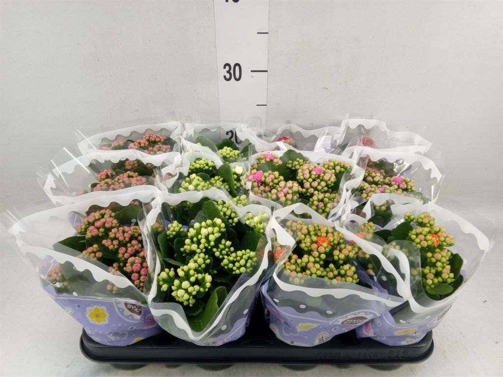 Горшечные цветы и растения оптом Kalanchoe Blos.   ..rosebud Mix  5 от 12шт (для телеги) из Голландии с доставкой по России