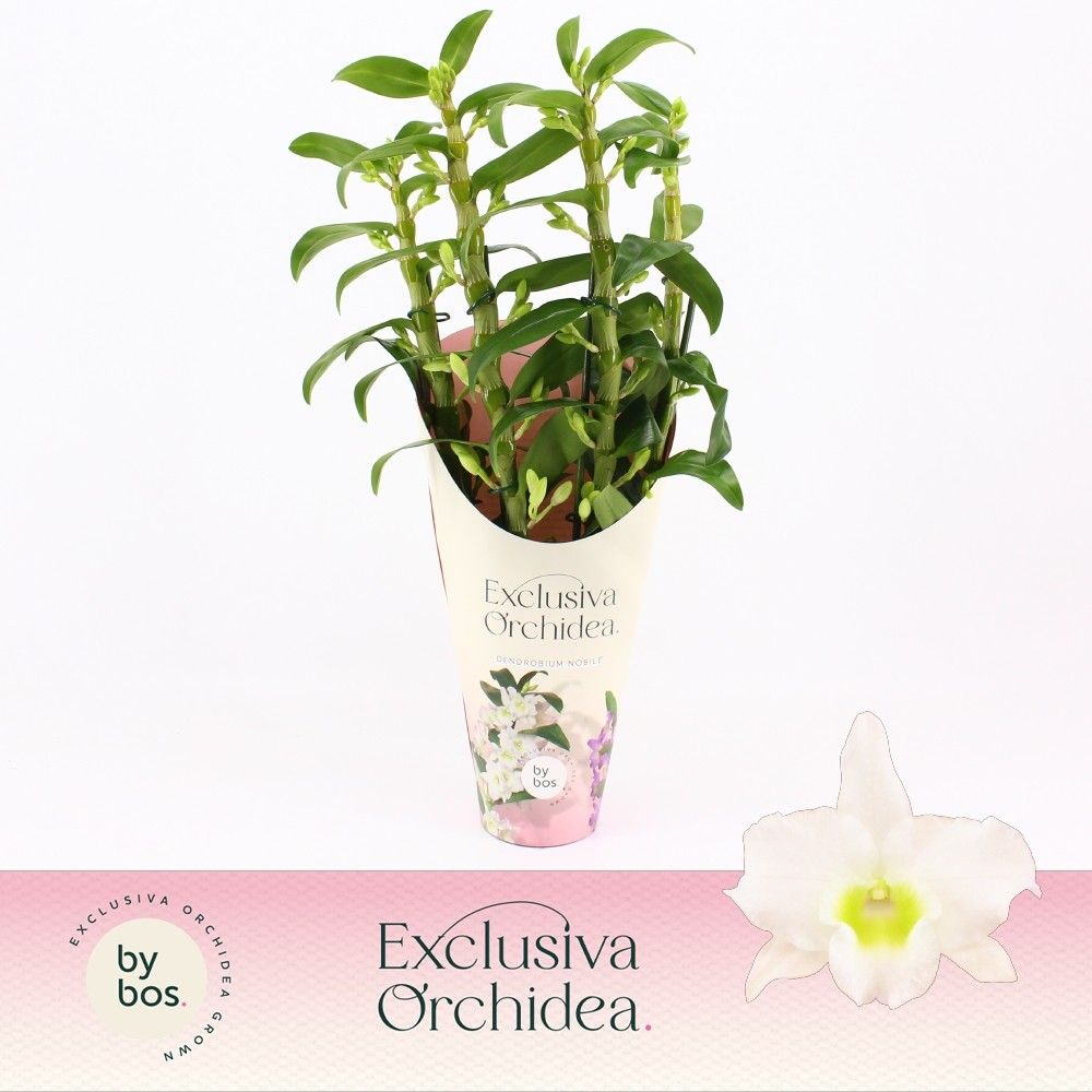 Горшечные цветы и растения оптом Dendr Nob 4st Apollon Potcover Exclusiva Orchidea от 6шт из Голландии с доставкой по России