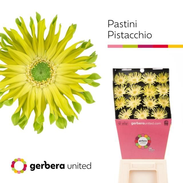 Срезанные цветы оптом Gerbera diamond pastini pistacchio от 45шт из Голландии с доставкой по России