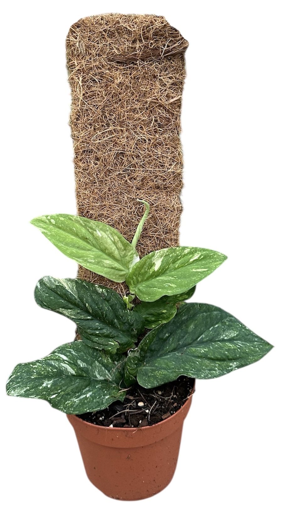 Горшечные цветы и растения оптом Rhaphidophora Korthalsii Variegata от 1шт из Голландии с доставкой по России