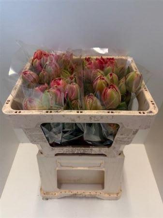 Срезанные цветы оптом Tulipa fr petticoat от 25шт из Голландии с доставкой по России