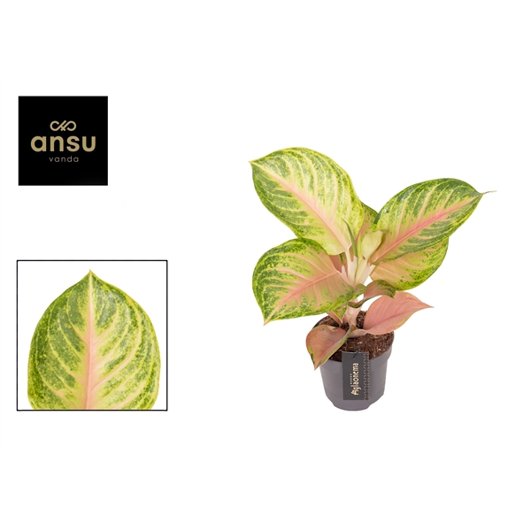Горшечные цветы и растения оптом Aglaonema Sakura Mochi от 6шт из Голландии с доставкой по России