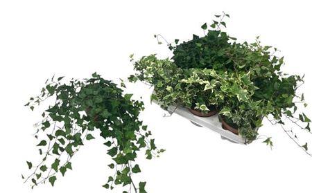 Горшечные цветы и растения оптом Hed He Gem от 6шт из Голландии с доставкой по России