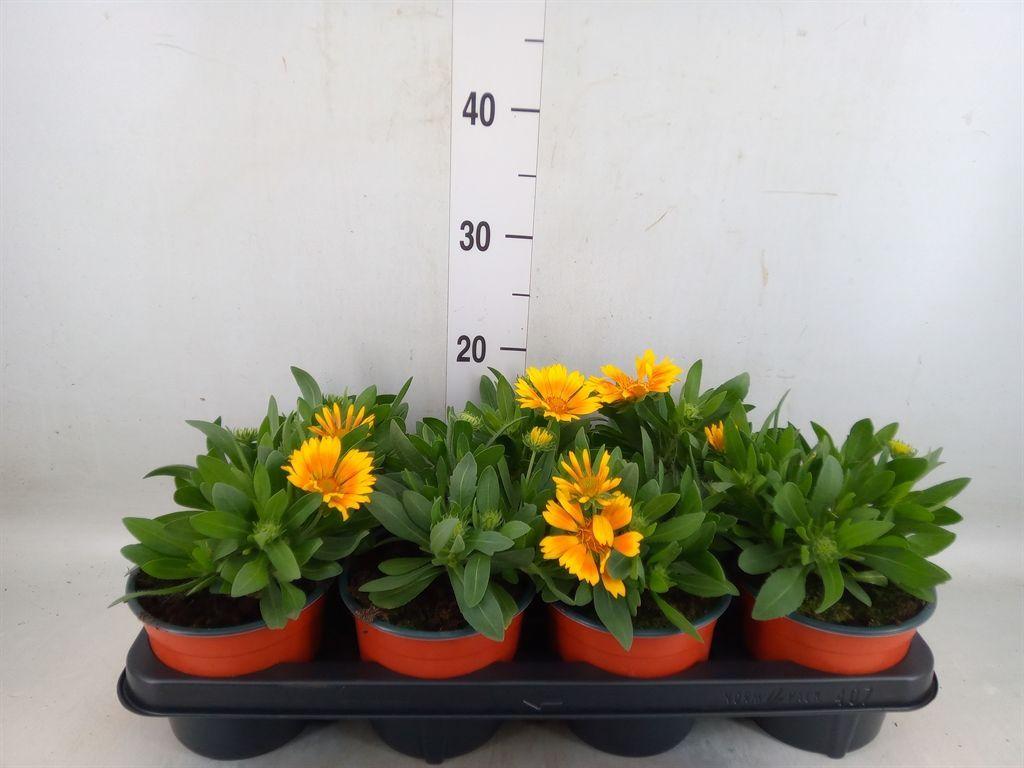 Горшечные цветы и растения оптом Gaillardia   ... от 7шт из Голландии с доставкой по России