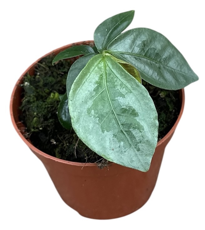 Горшечные цветы и растения оптом Elatostema Vittatum от 1шт (для телеги) из Голландии с доставкой по России