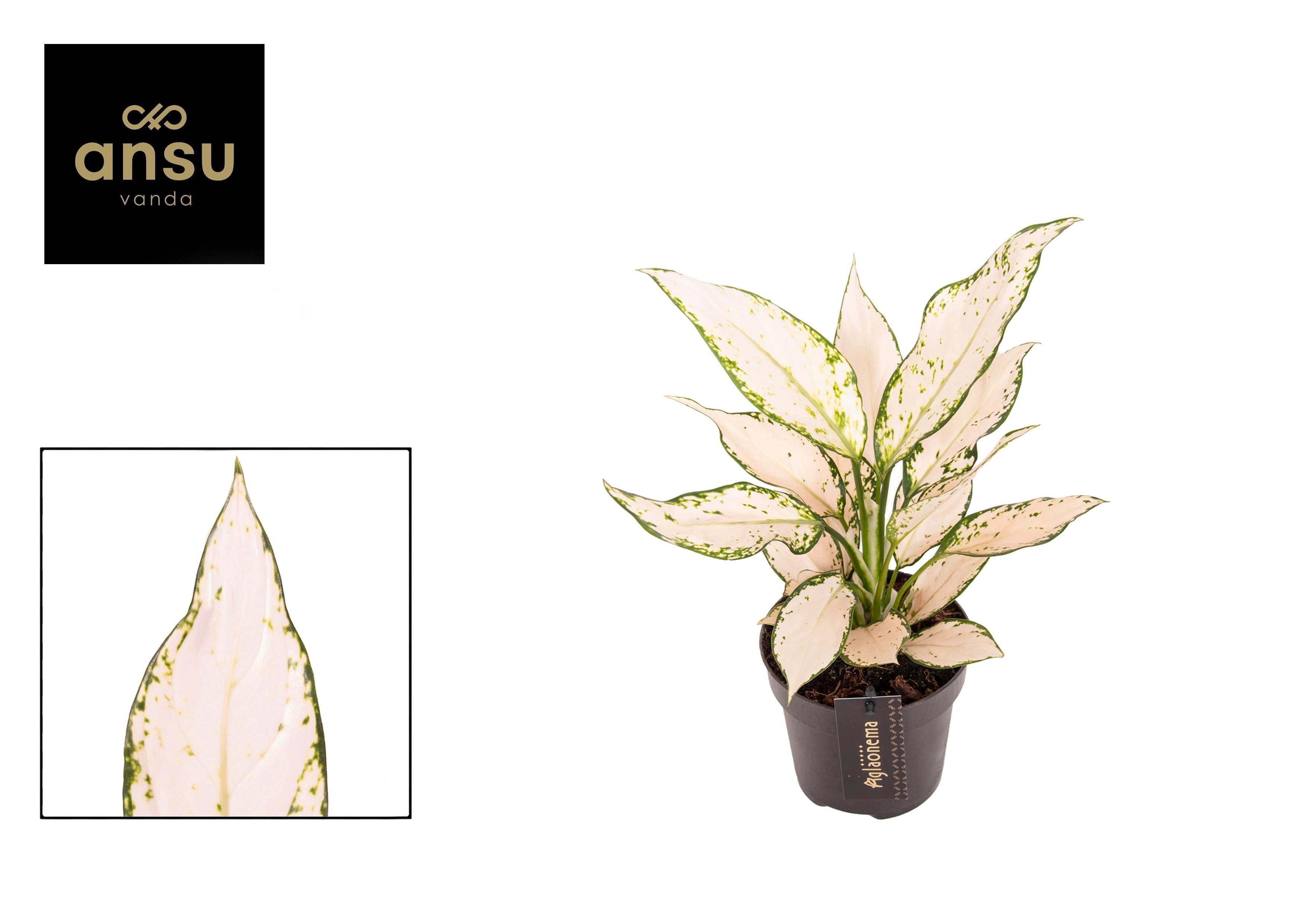 Горшечные цветы и растения оптом Aglaonema Vanilla Baby от 6шт из Голландии с доставкой по России