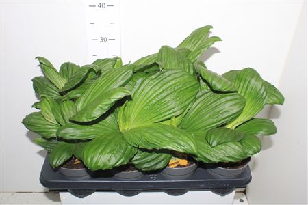 Горшечные цветы и растения оптом ** Palmata Jungle Drums * Novelty * Spring Deal * от 8шт из Голландии с доставкой по России