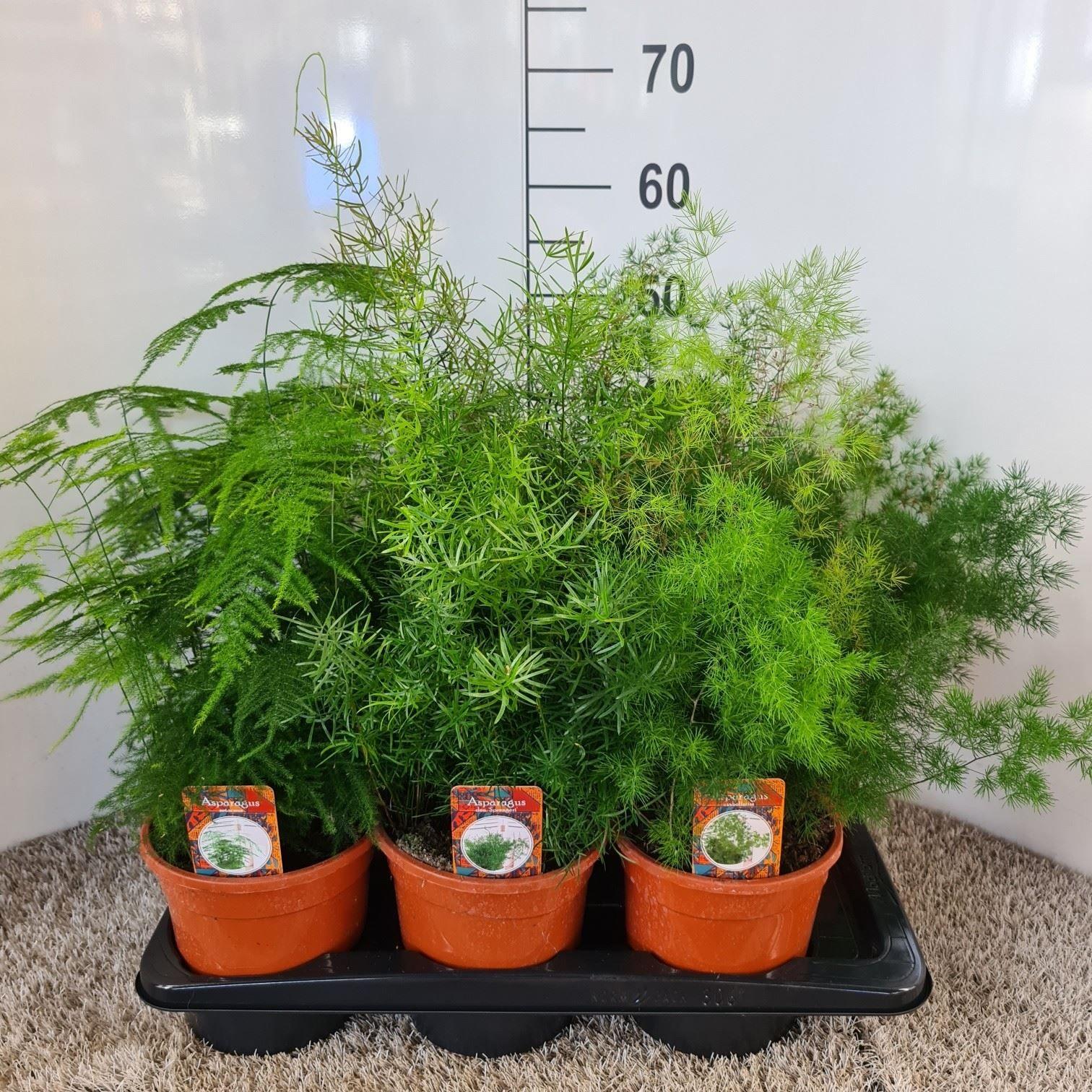 Горшечные цветы и растения оптом Asparagus ...mix 3 от 6шт из Голландии с доставкой по России