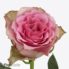 Срезанные цветы оптом Rosa large lovely rhodos от 240шт из Голландии с доставкой по России