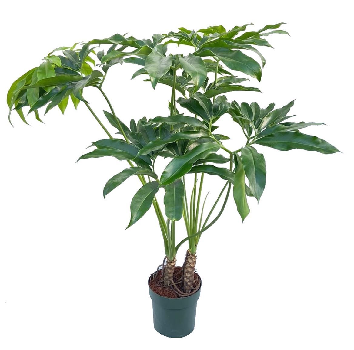 Горшечные цветы и растения оптом Philodendron Fun Bun + Watermeter от 1шт из Голландии с доставкой по России
