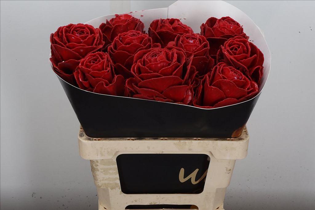 Срезанные цветы оптом Brassica wax red от 10шт из Голландии с доставкой по России