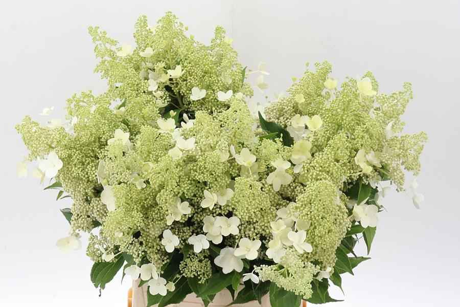 Срезанные цветы оптом Hydrangea kyushu от 50шт из Голландии с доставкой по России