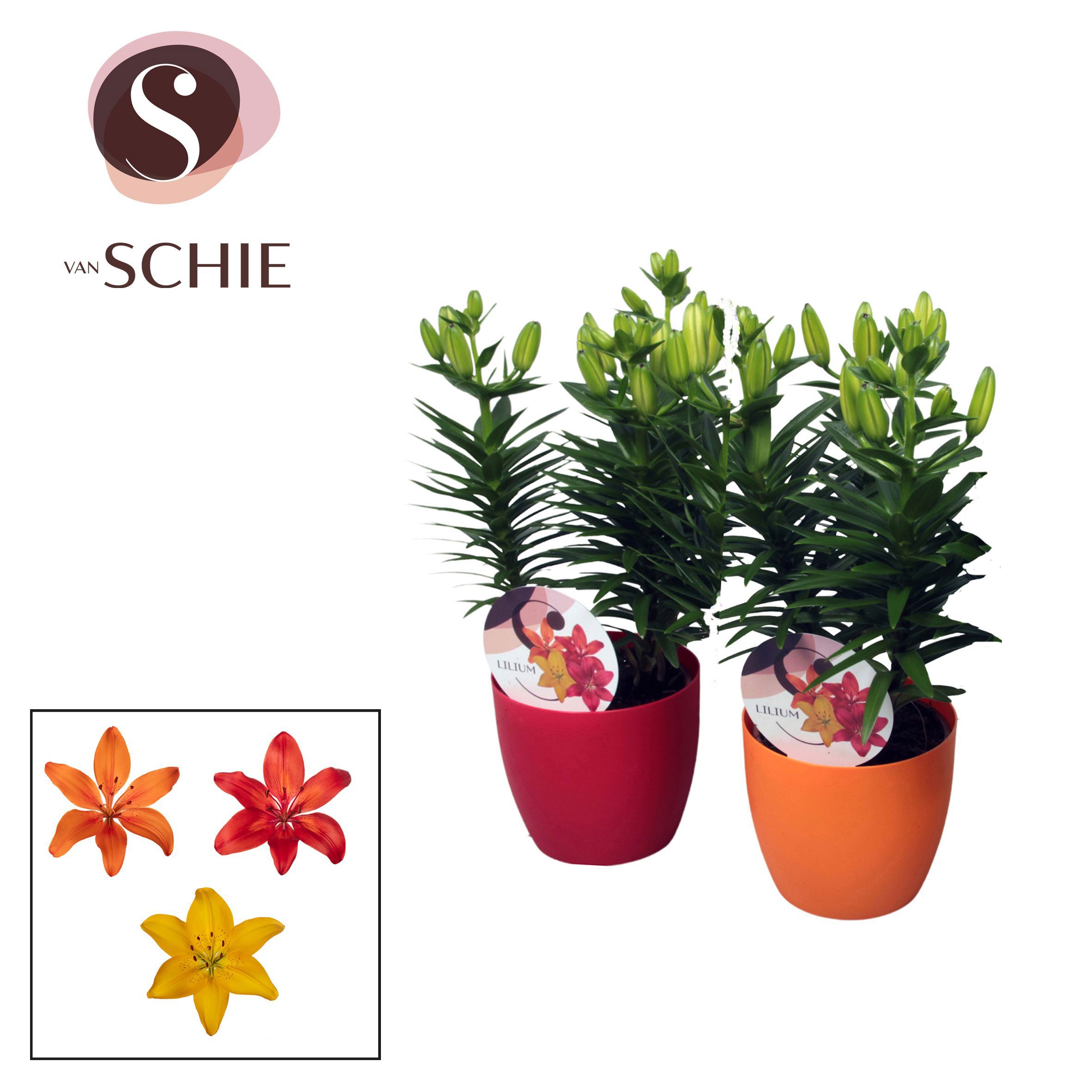 Горшечные цветы и растения оптом Lilium As Mix 3pp Decopot от 6шт из Голландии с доставкой по России